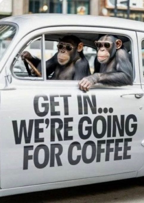 Two chimpanzees wearing sunglasses, one driving and one leaning out the window of a white vintage car. Bold text on the car door reads "GET IN... WE\'RE GOING FOR COFFEE."