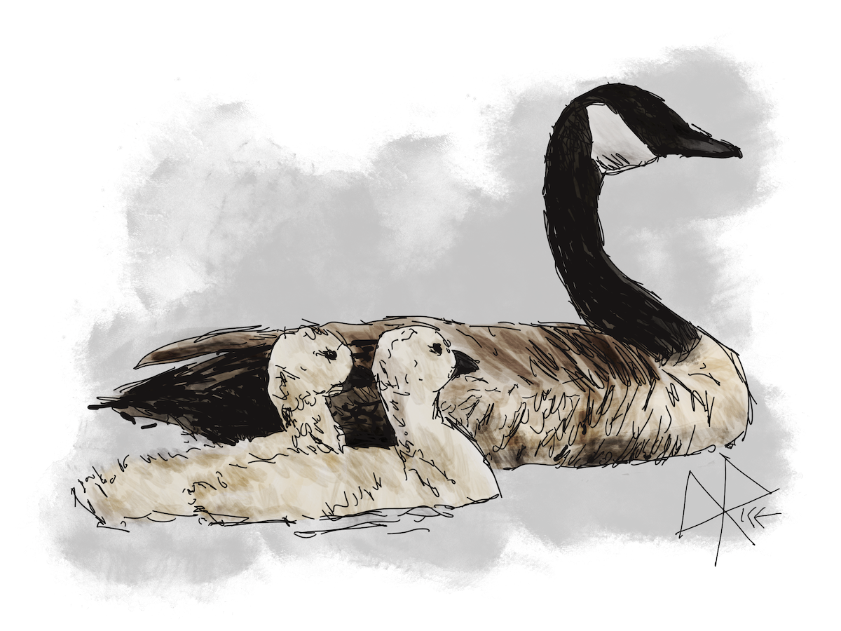 An adult Canada Goose leads two goslings as they paddle on the surface of a pond. Sketch art by Don Rice.