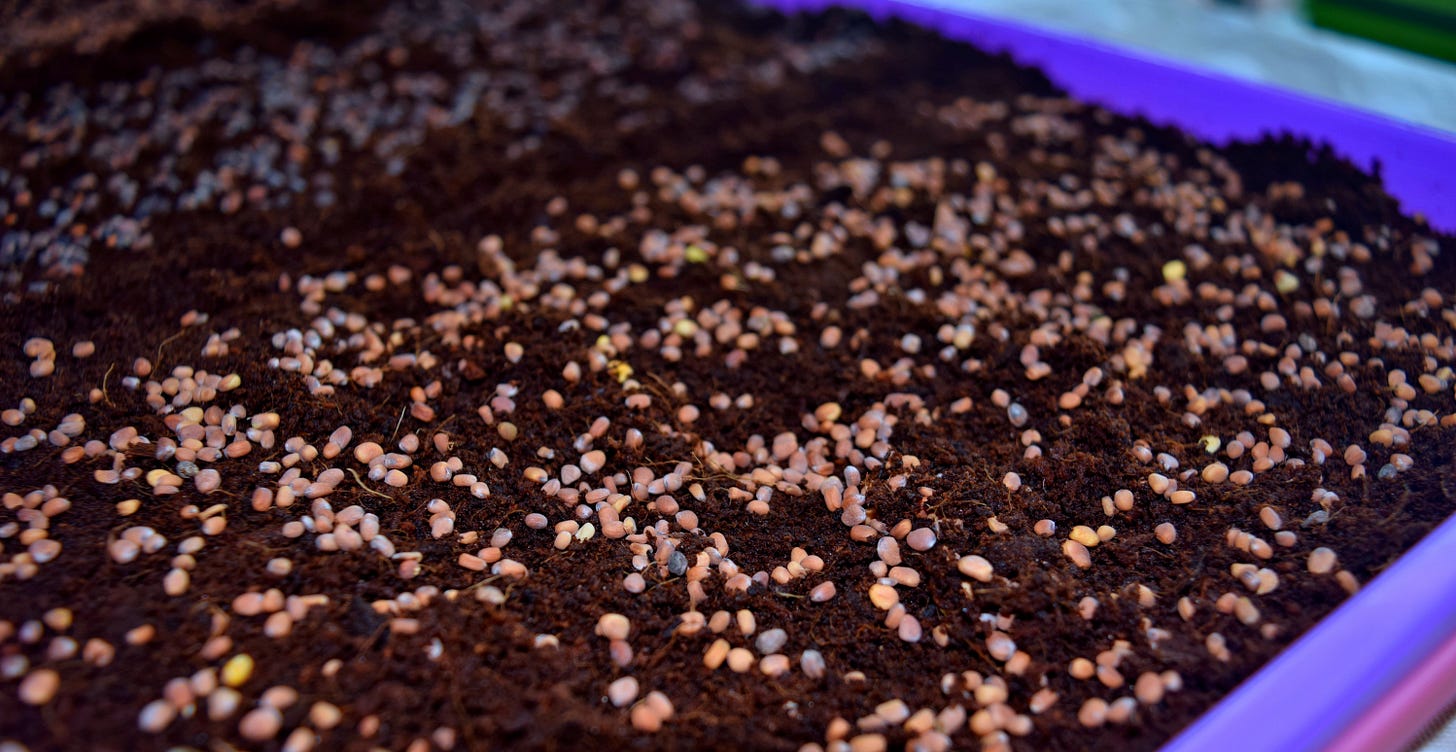 China Rose Radish Seeded