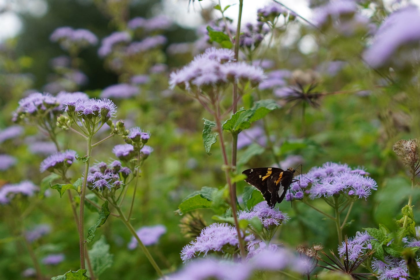 Silver-spotted skipper, black with a white stripe and golden stripe on blue mistflowers