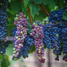 Under the Hood: Napa’s Winery Count Has Stopped Growing