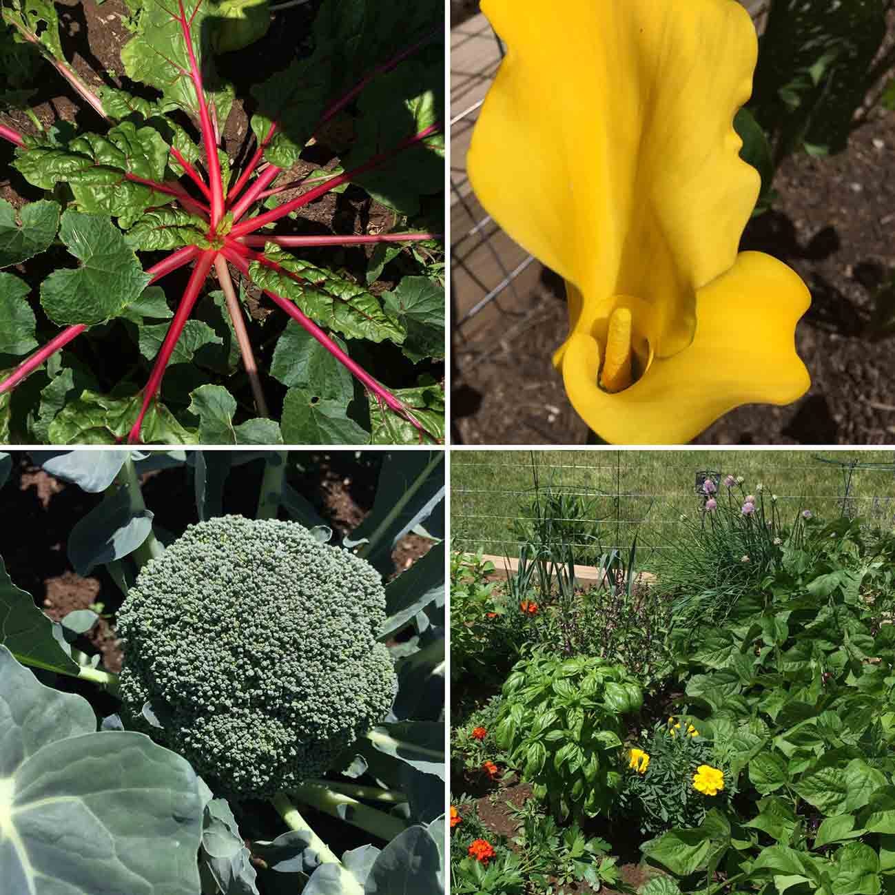 Swiss chard, yellow lily, broccoli head, herbs. Swiss chard, yellow lily, broccoli head, herbs.
