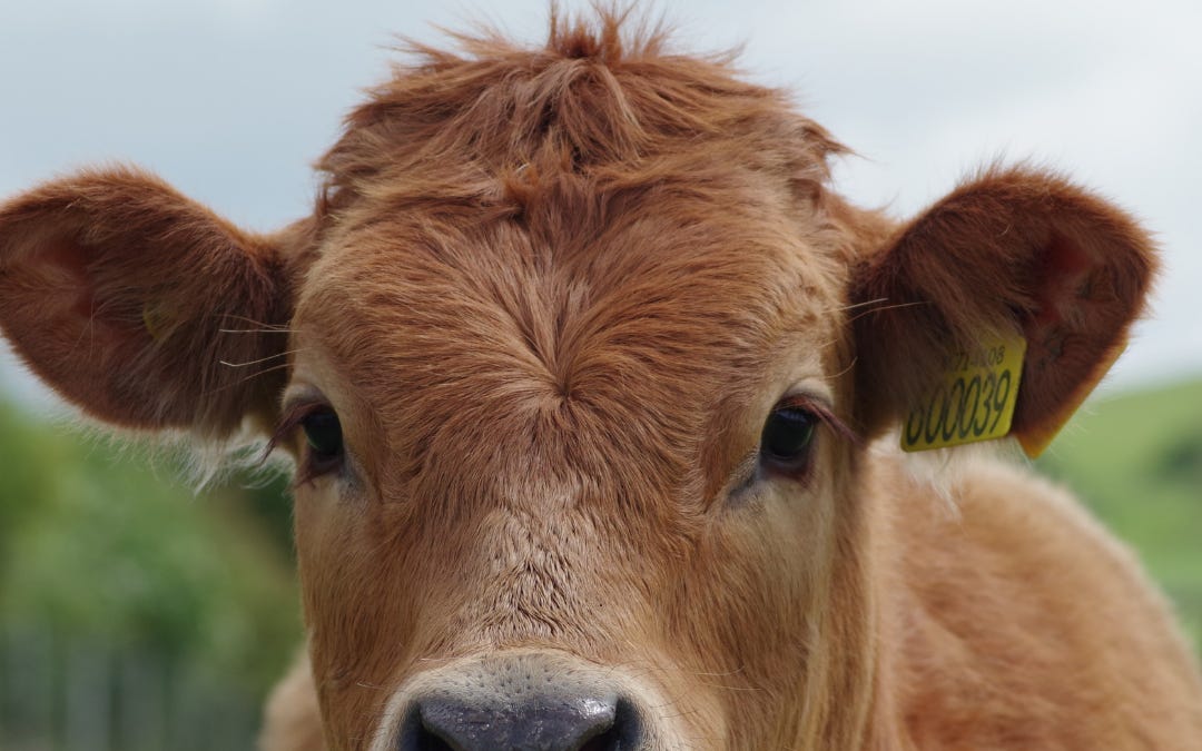 Why Are Wealthy Countries Exporting Dairy Farming as Development?