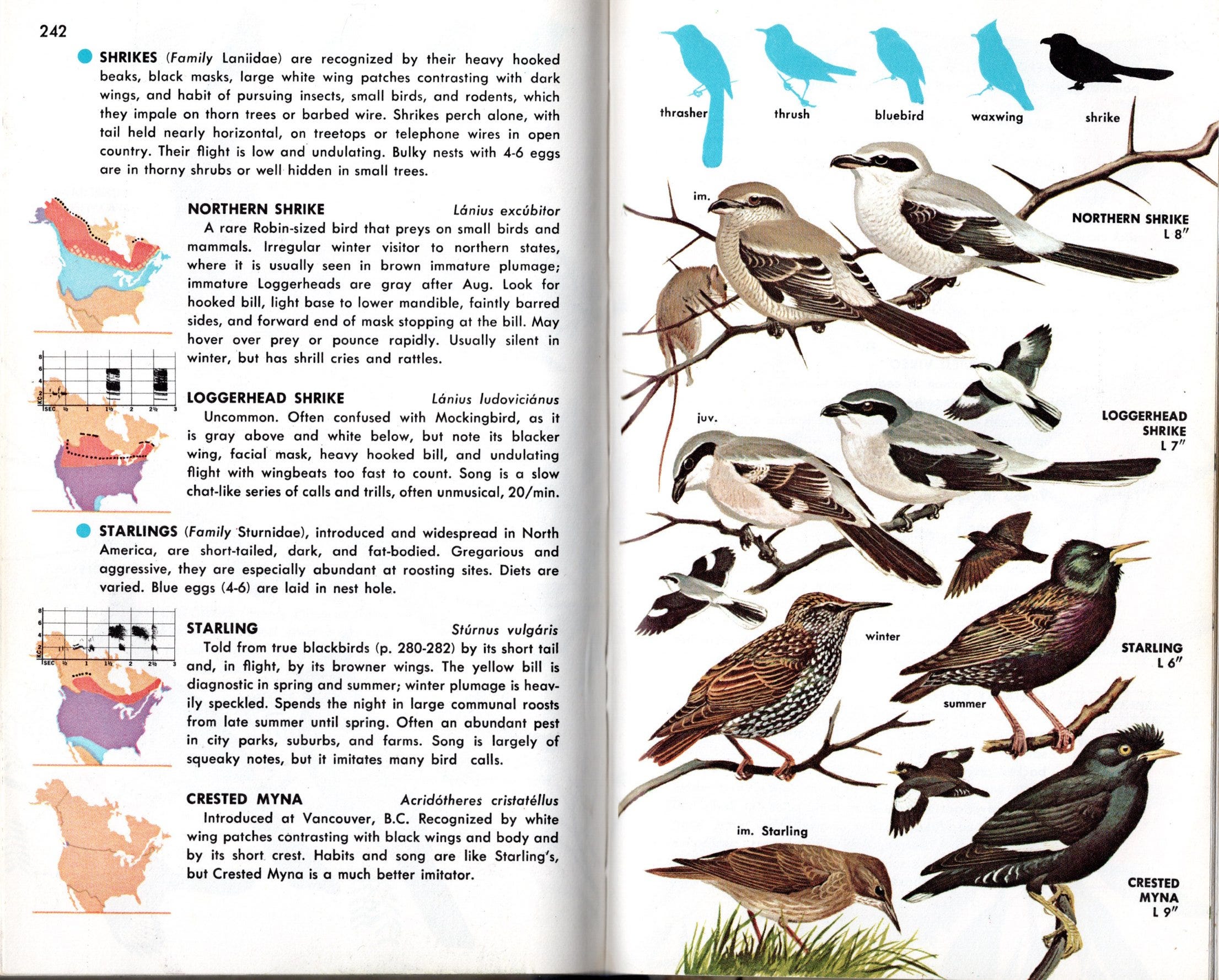 Loggerhead Shrike - Laura Erickson's For the Birds