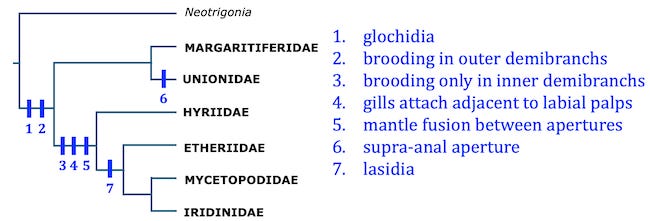 The cladogram reflects the characters described in the text.
