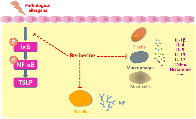 Berberine and its derivatives represent as the promising therapeutic agents  for inflammatory disorders | Pharmacological Reports