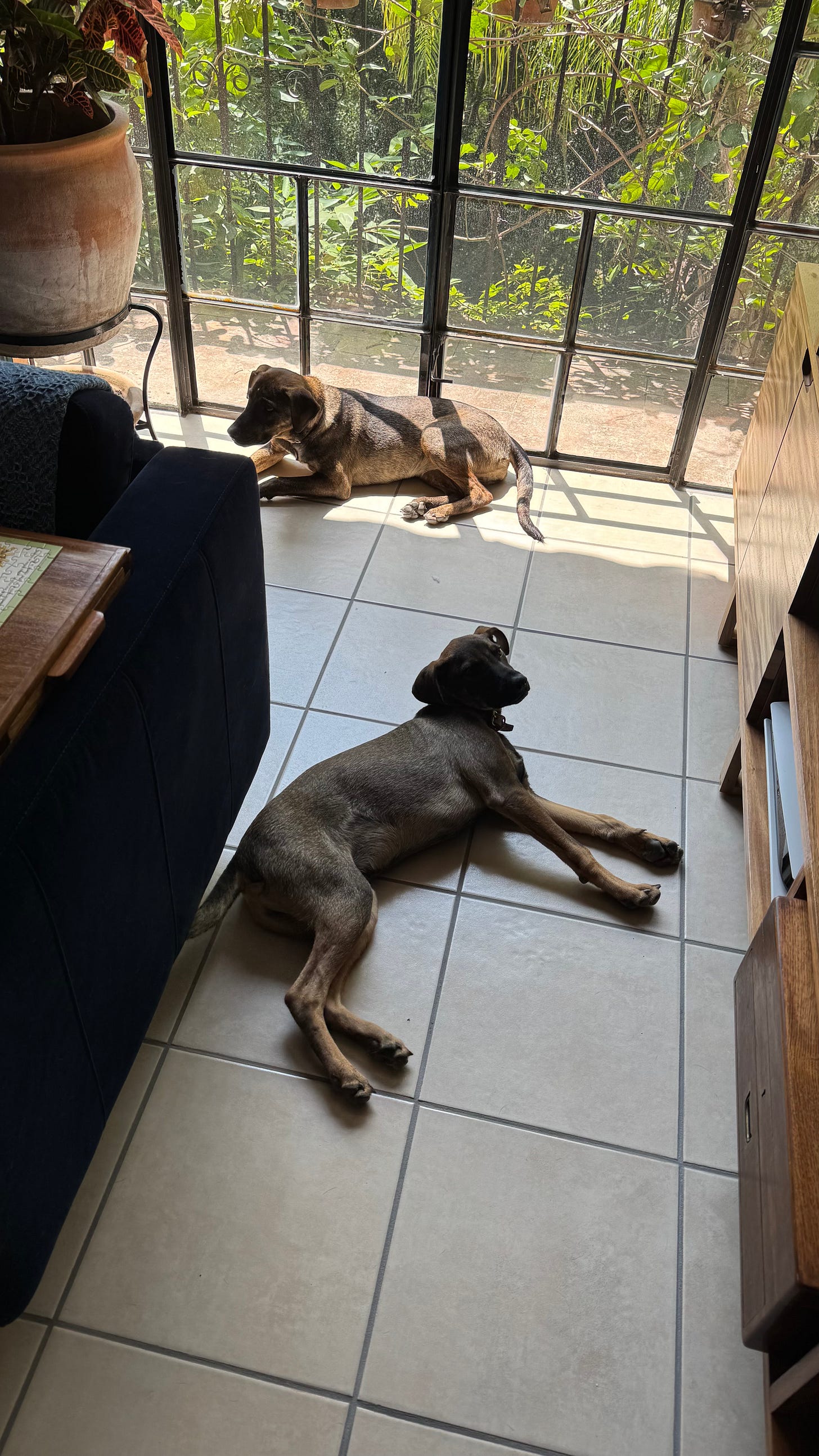 Two brown dogs on the ground in front of a window.