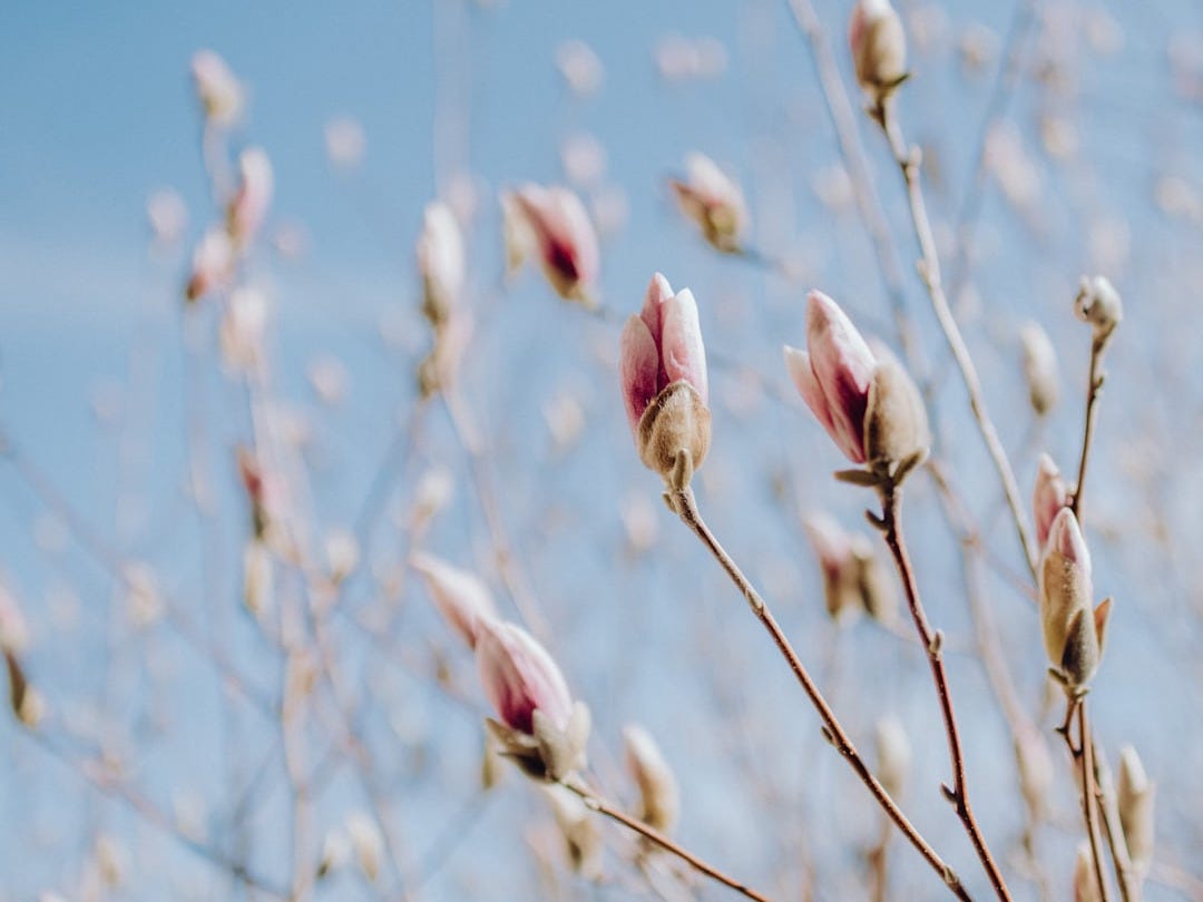 pink flower buds in tilt shift lens