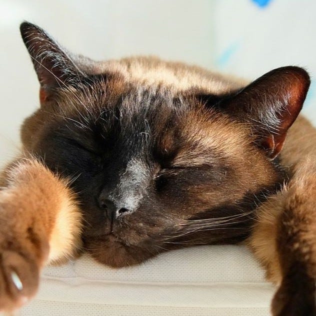 A gallery of close up photos of Mittens' face from pictures in the post.