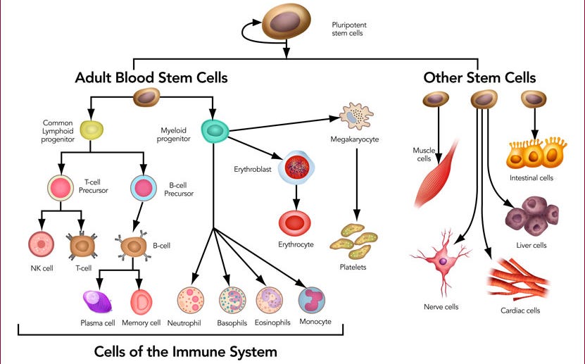 Stem-cells are the progenitors of all cells in your body. Stem-cells are the progenitors of all cells in your body.