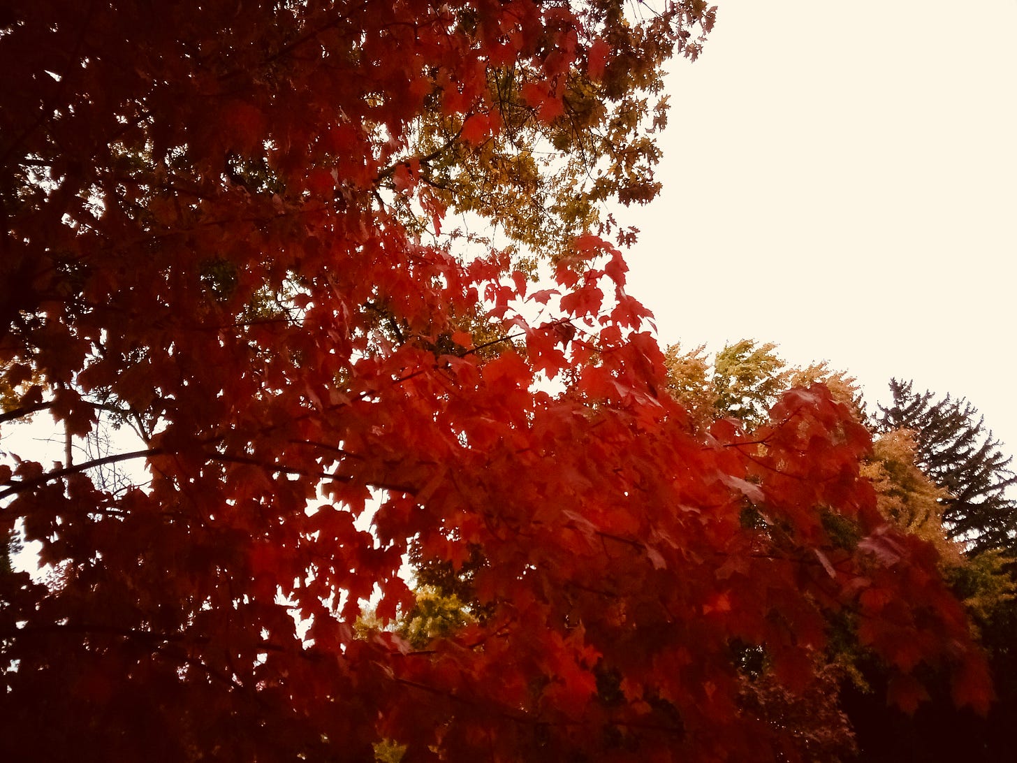 Red leaves on maple trees