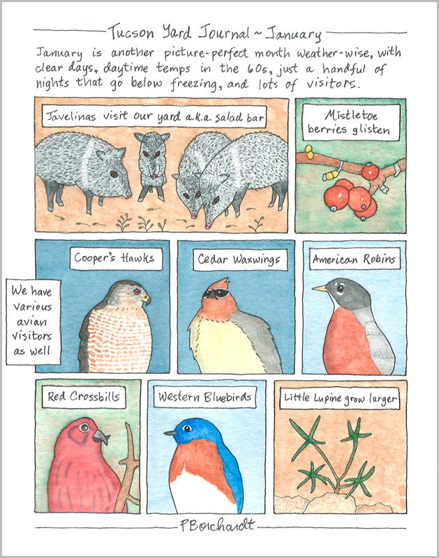 Tucson Yard Journal ~ January (pen, watercolor & colored pencil)