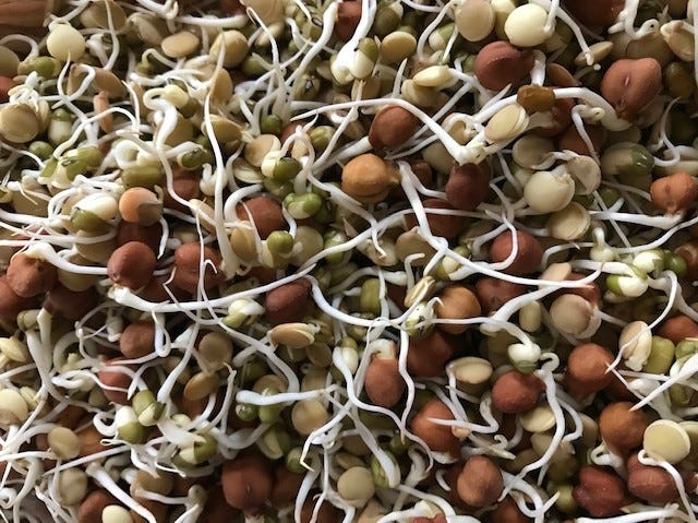 Sprouted mung beans and black chickpeas