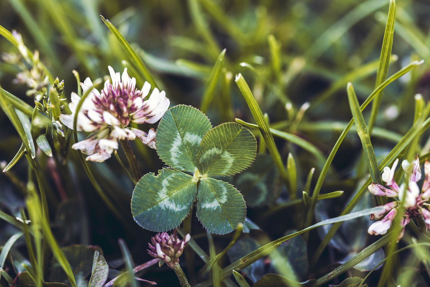 Photo of a four-leaf clover. Photo of a four-leaf clover.