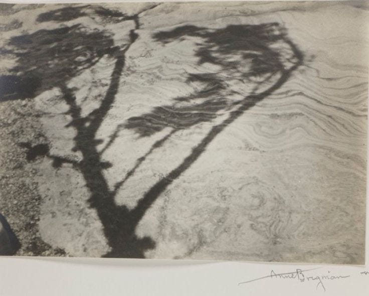 This may contain: a tree casts a shadow on the ground
