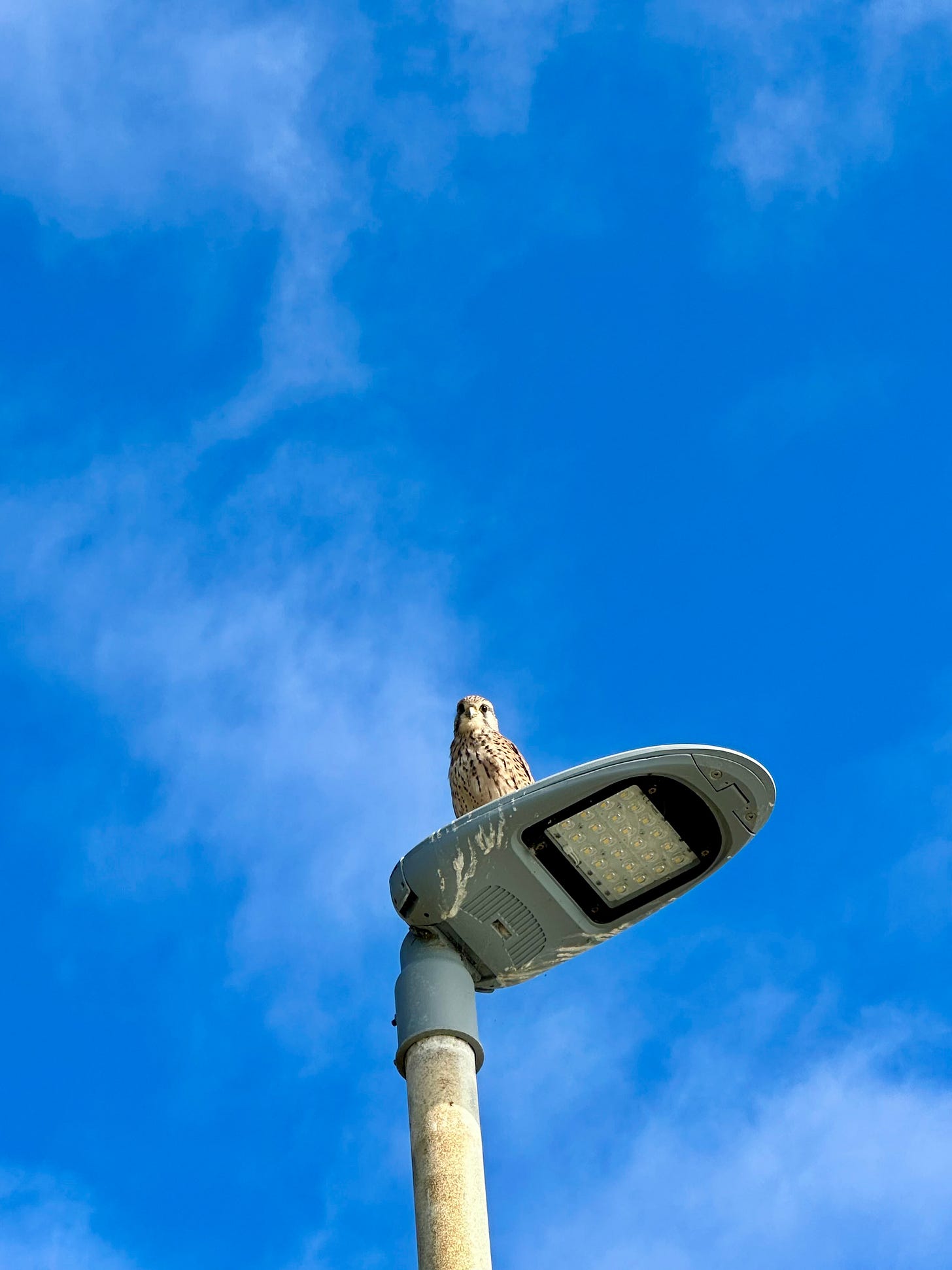 Close up photo of a kestrel, perched on a lamp post in front of a clear blue sky. Close up photo of a kestrel, perched on a lamp post in front of a clear blue sky.