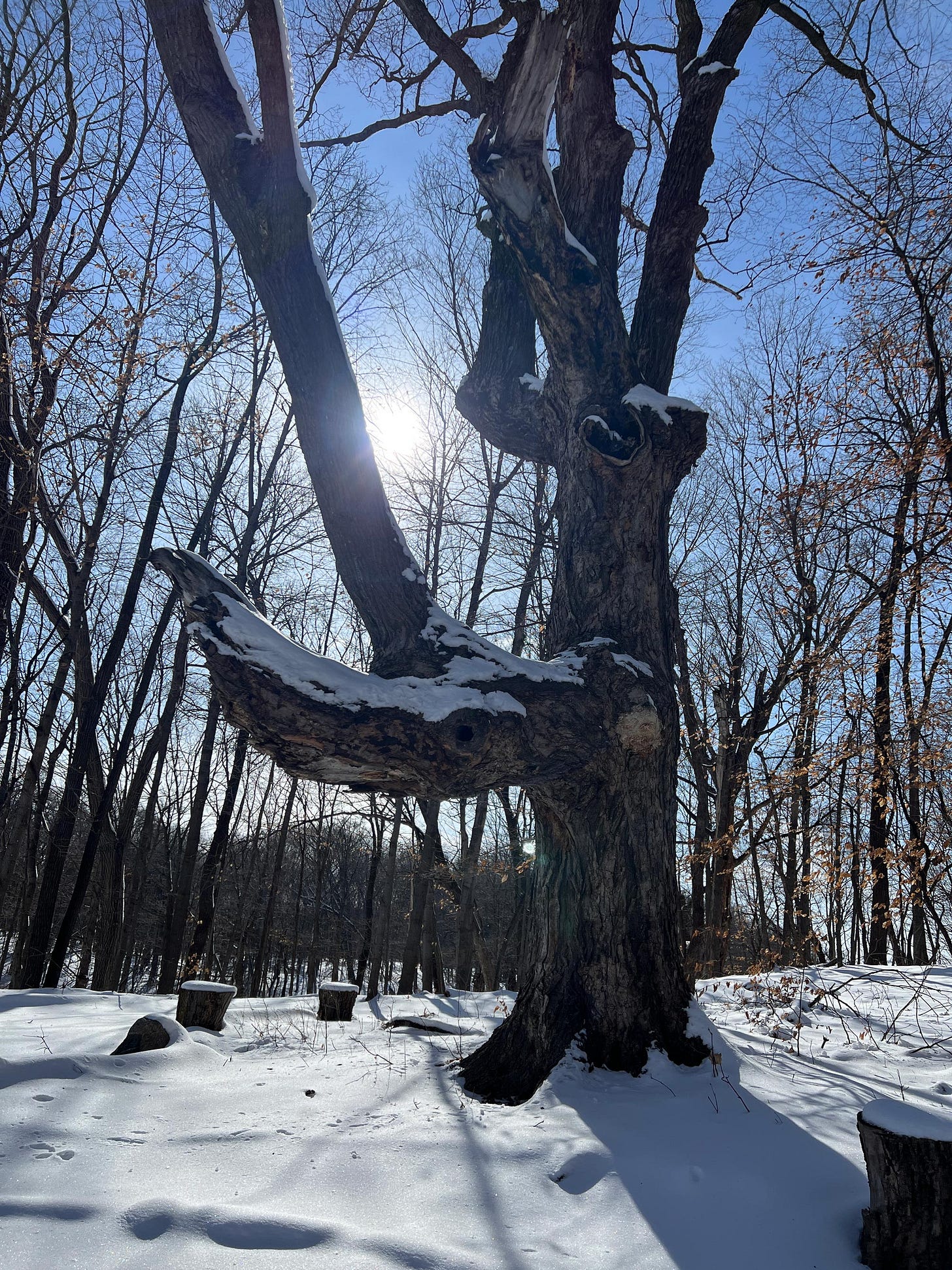 Photograph of a majestic tree taken during a winter walk by graphic novelist K. Woodman-Maynard. 