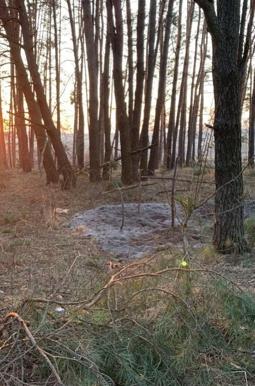 A forest with trees and a sunset

AI-generated content may be incorrect.