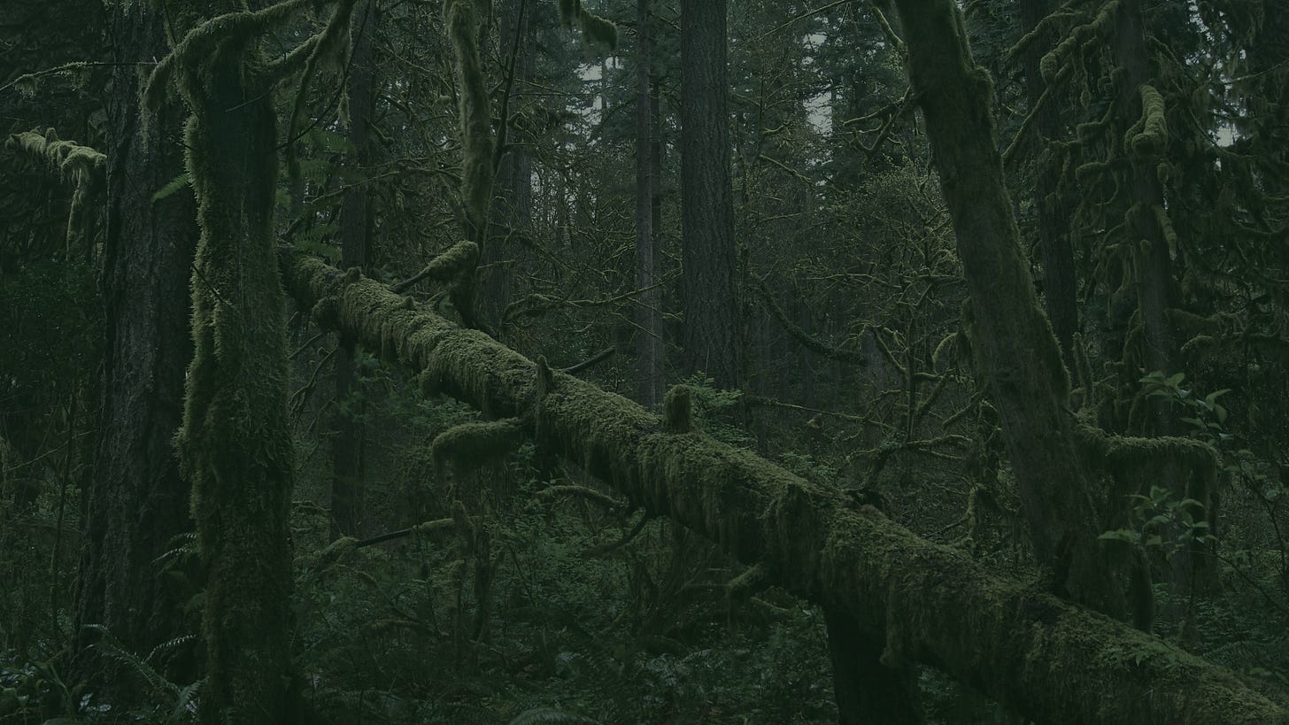 Moss-covered trees, both dead and alive, in an old growth forest