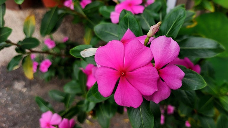 alkaloid compounds in rosy periwinkle