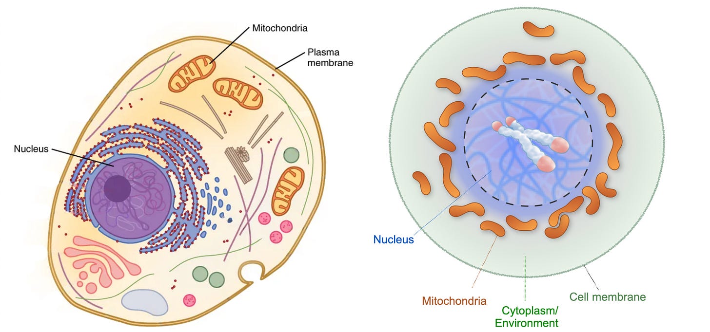 A diagram of a typical, generalized human cell. Right: A more mito-centric diagram showing that there are actually many mitochondria distributed within a cell, particularly surrounding the nucleus. A diagram of a typical, generalized human cell. Right: A more mito-centric diagram showing that there are actually many mitochondria distributed within a cell, particularly surrounding the nucleus.