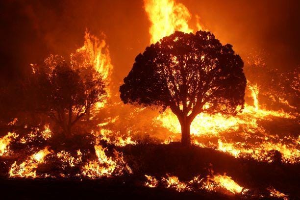 A fire burning trees and bushes

Description automatically generated with medium confidence