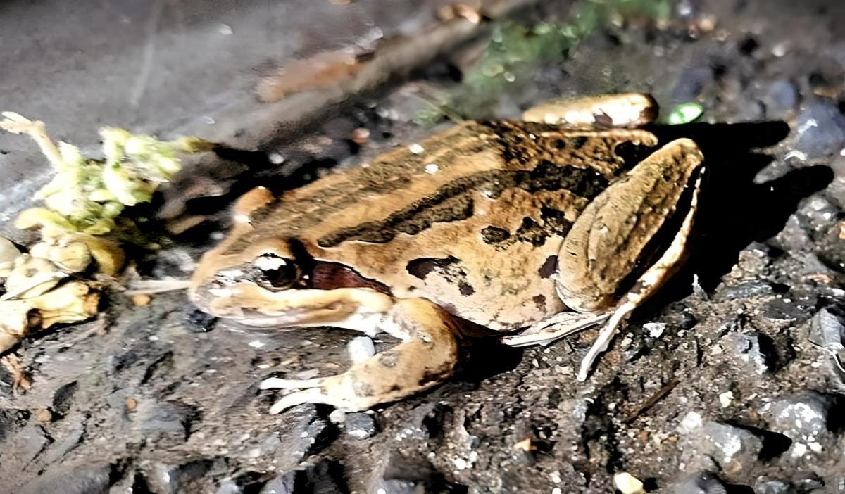 a striped marsh frog in lithgow a striped marsh frog in lithgow