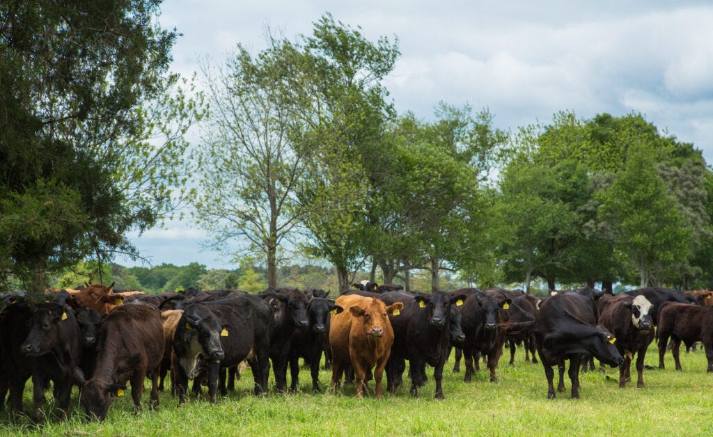 White Oak Pastures beef create a healthy Good and Good for You™ recipe by chef Virginia Willis on virginiawillis.com