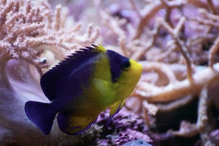 Un centropyge masqué, poisson de la mer de Chine Un centropyge masqué, poisson de la mer de Chine