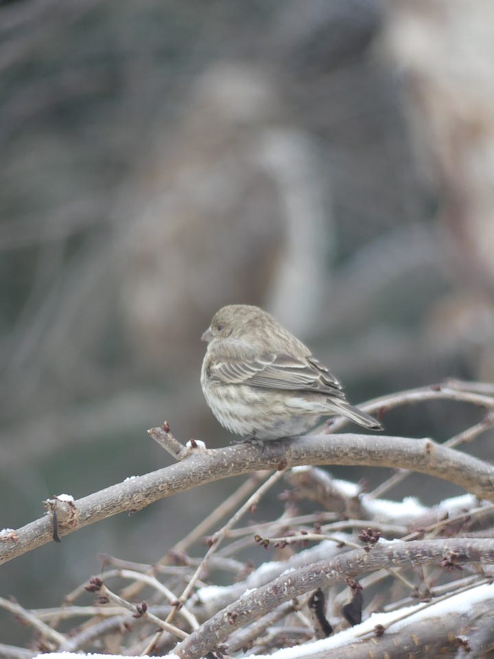 sparrow on a branch; wren on a branch