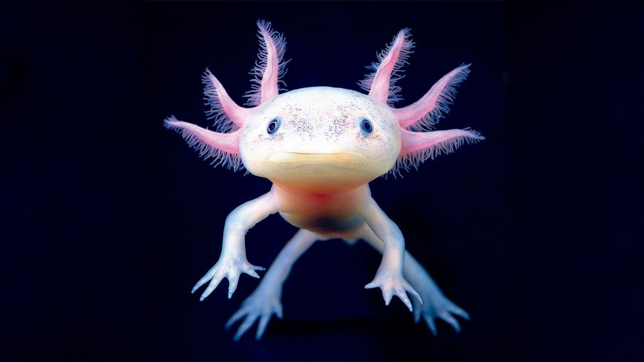 An Axolti