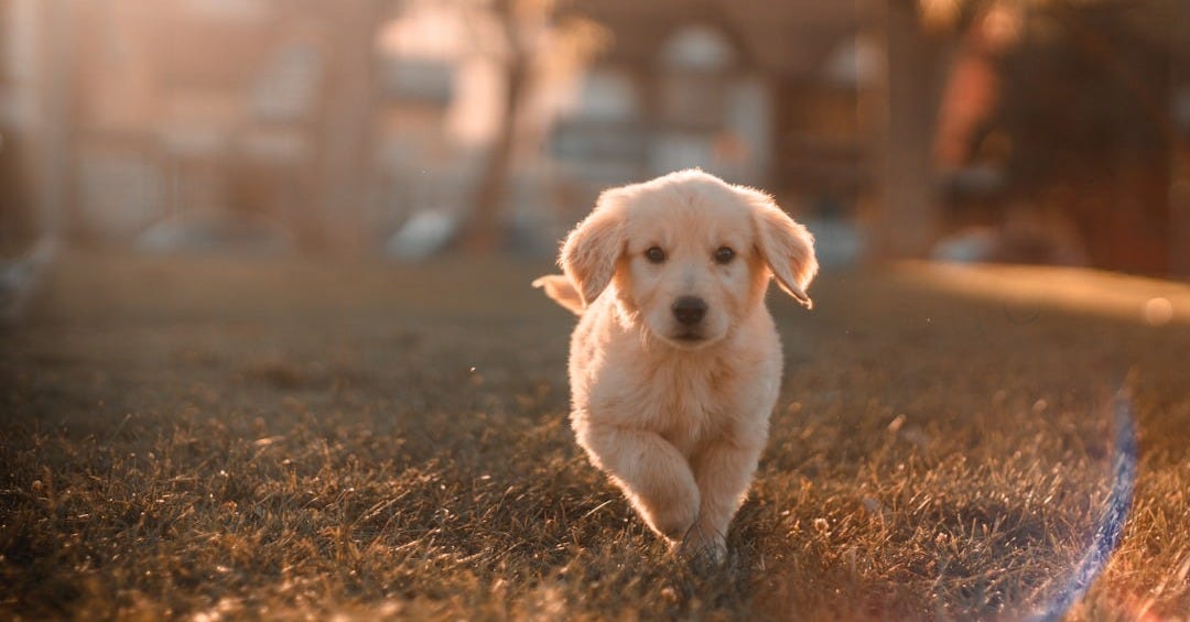 yellow Labrador puppy running on field