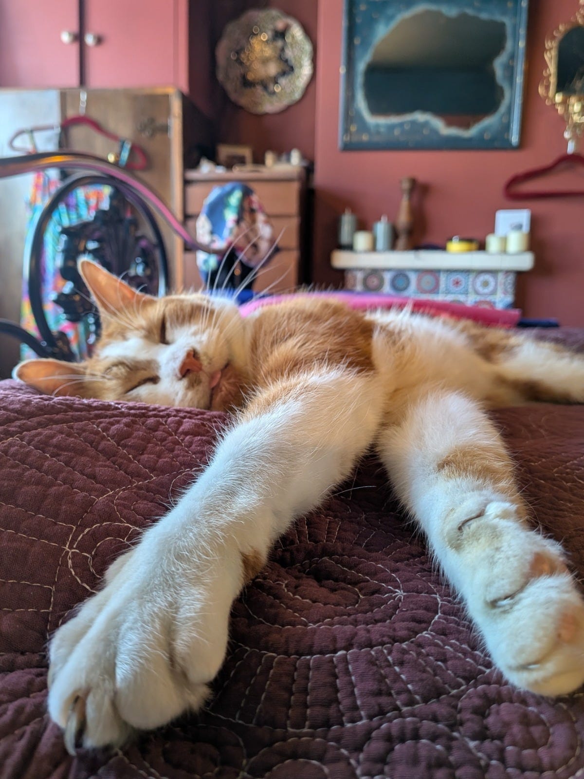 Ginger and white cat sleeping on a quilted bed in a richly decorated room for the Callie Kazumi Tarot DMs interview.