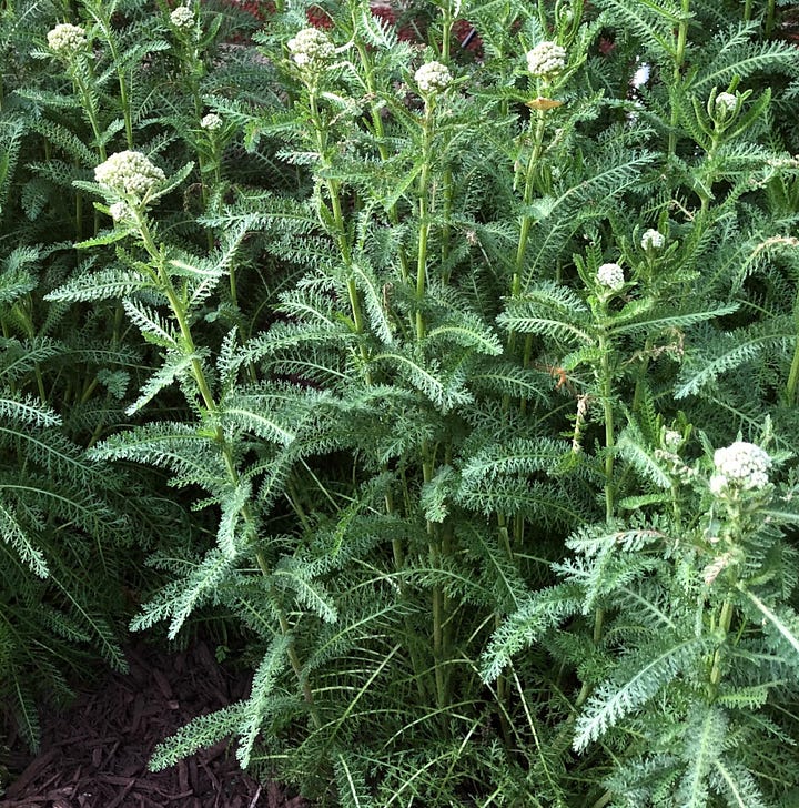 left, yarrow, Achillea millefolium right, garden sage, Salvia officinalis