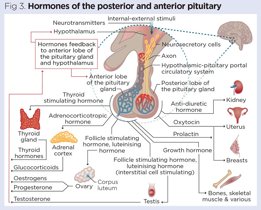 https://cdn.ps.emap.com/wp-content/uploads/sites/3/2021/05/Fig-3-Hormones-of-the-posterior-and-anterior-pituitary.jpg