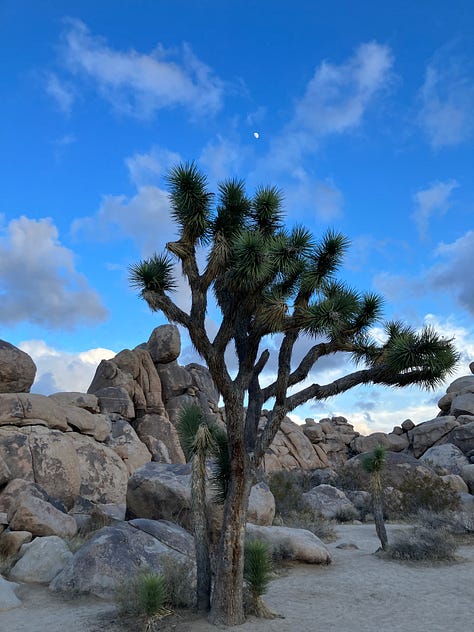 Joshua Trees, Boulders and rock outcroppings, Joshua Tree National Park Sign