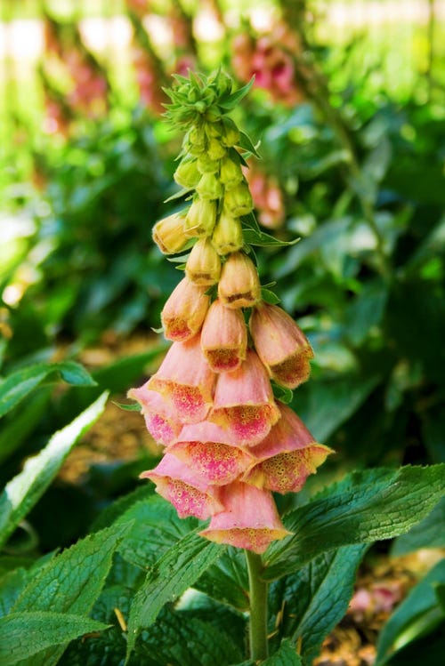 Peach foxgloves.