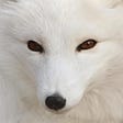 A Fox's avatar