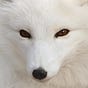 A Fox's avatar