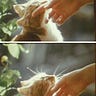 humans in the making