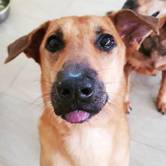 Uncle Khoe's K9