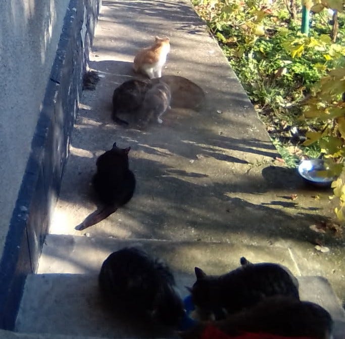 Hubby feeds the cat hordes! 💌