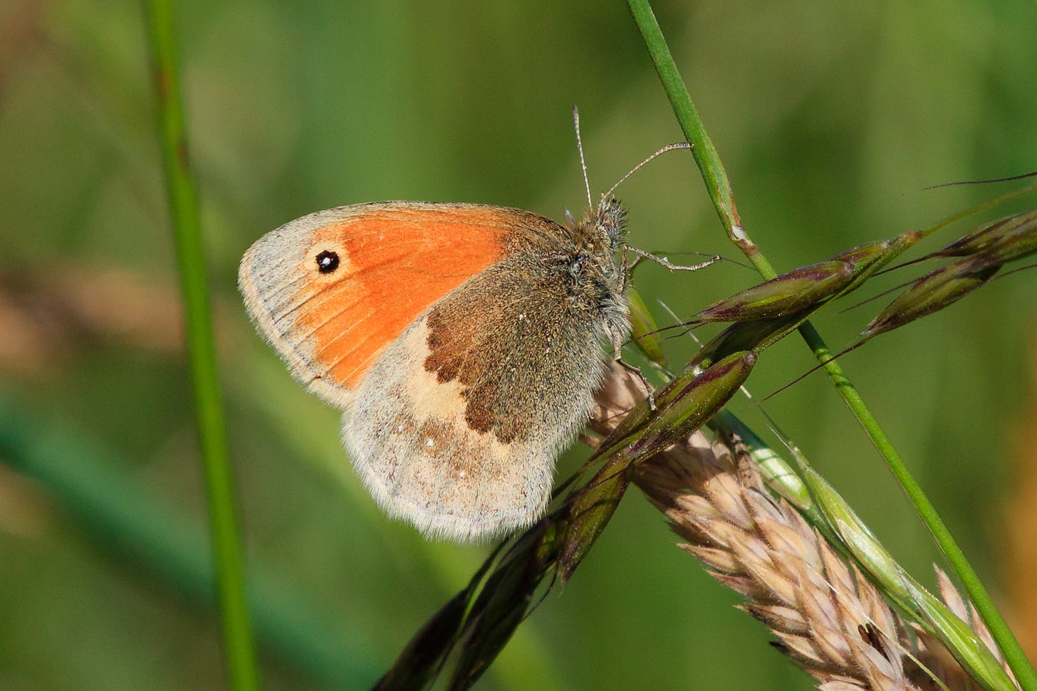 Small heath butterfly © Felicity Martin