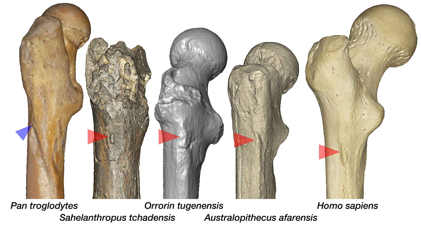 Close up of the lateral side of the proximal femur in Pan troglodytes, Sahelanthropus tchadensis, Orrorin tugenensis, Australopithecus afarensis, and Homo sapiens. An arrow indicates the morphological feature described in the caption. Close up of the lateral side of the proximal femur in Pan troglodytes, Sahelanthropus tchadensis, Orrorin tugenensis, Australopithecus afarensis, and Homo sapiens. An arrow indicates the morphological feature described in the caption.