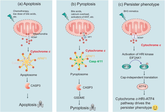 Diverse functions of cytochrome c in cell death and disease | Cell Death &  Differentiation