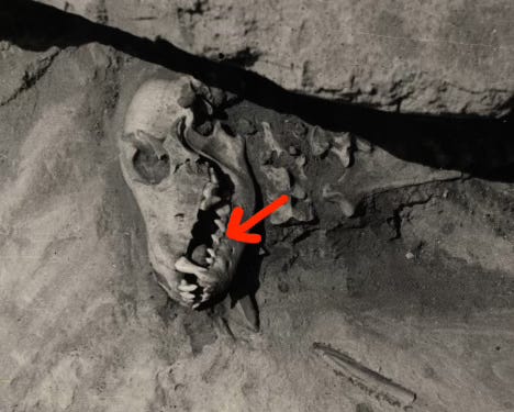 Ancient dog skull in a burial with a rock "ball" placed in his mouth Ancient dog skull in a burial with a rock "ball" placed in his mouth