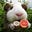 coconutgrapefruit's avatar