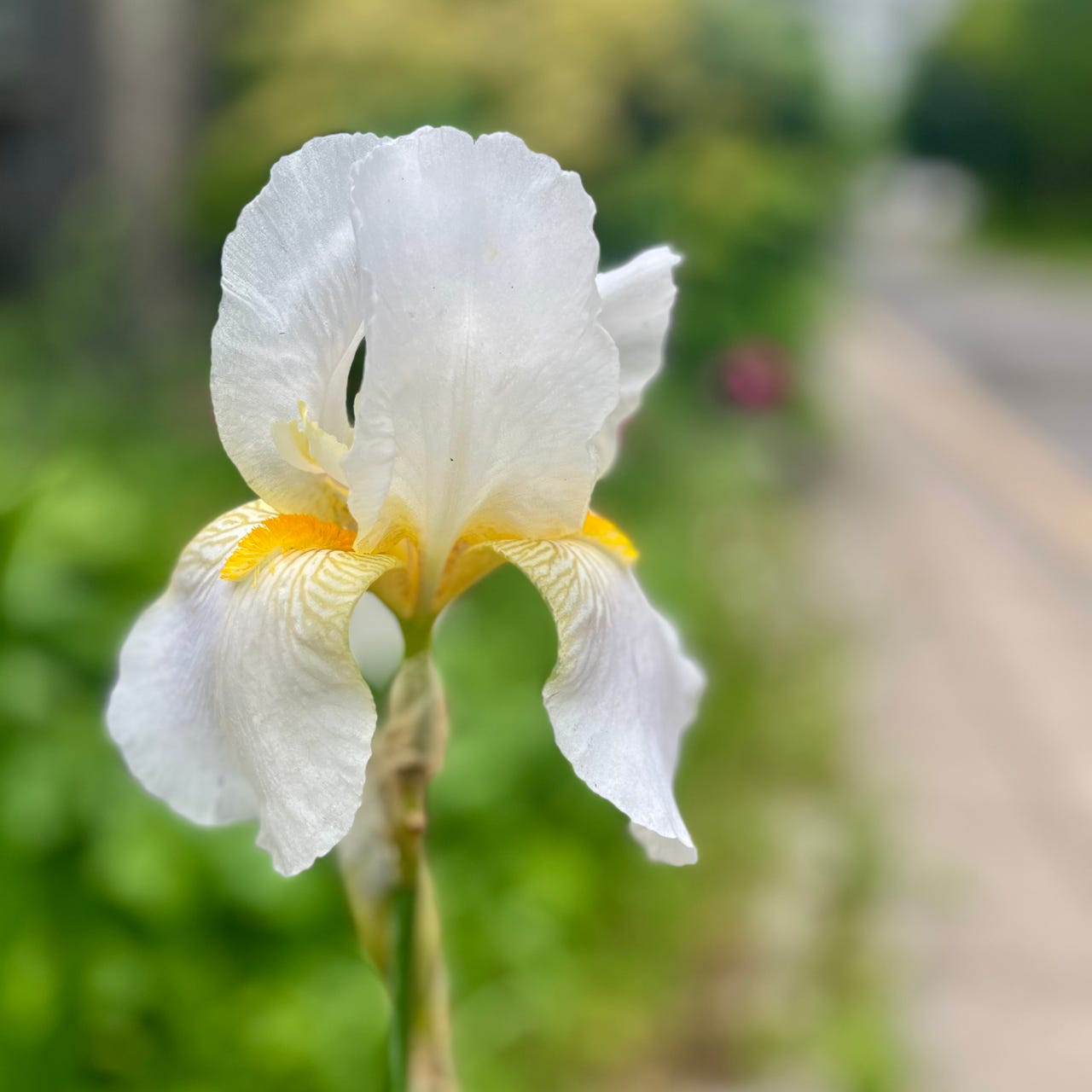 Proofs-of-life: bearing witness via poems & pictures 