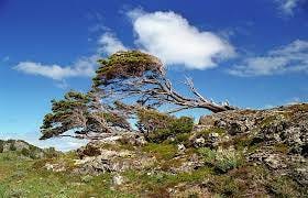 By the forse of high winds the trees grow in horizontally … | Flickr