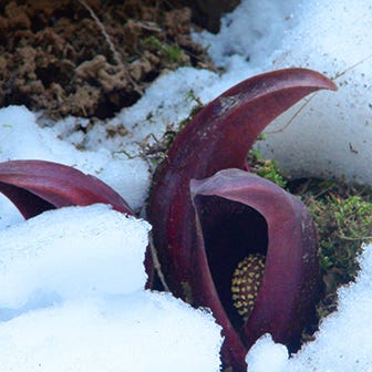 Skunk Cabbage